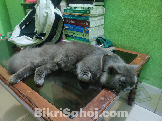 Cat